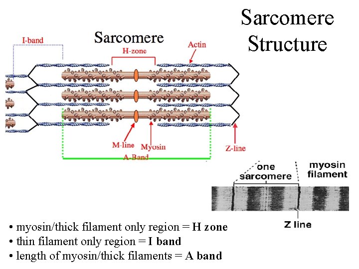 Sarcomere Structure • myosin/thick filament only region = H zone • thin filament only
