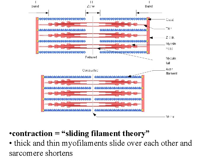  • contraction = “sliding filament theory” • thick and thin myofilaments slide over