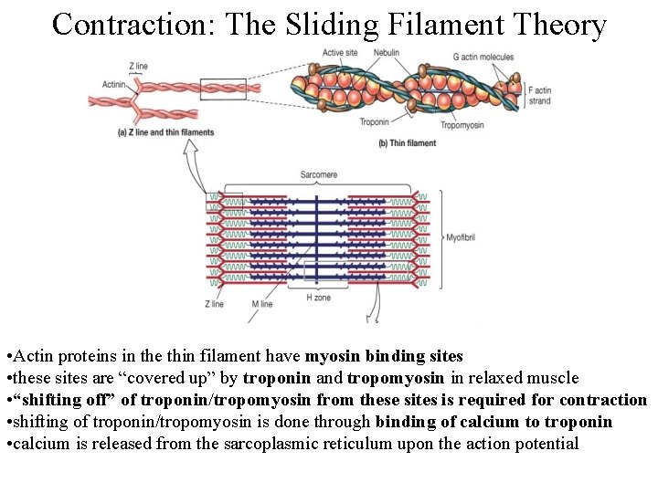 Contraction: The Sliding Filament Theory • Actin proteins in the thin filament have myosin