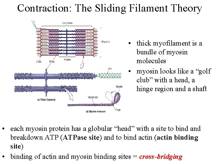 Contraction: The Sliding Filament Theory • thick myofilament is a bundle of myosin molecules