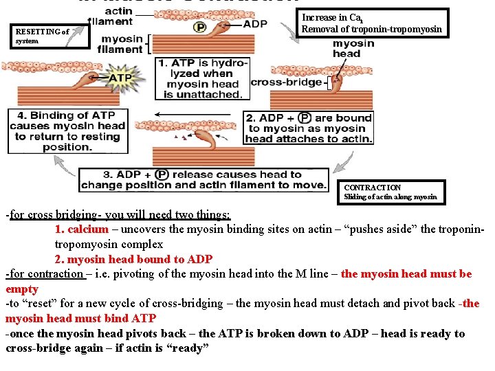 RESETTING of system Increase in Cai Removal of troponin-tropomyosin CONTRACTION Sliding of actin along