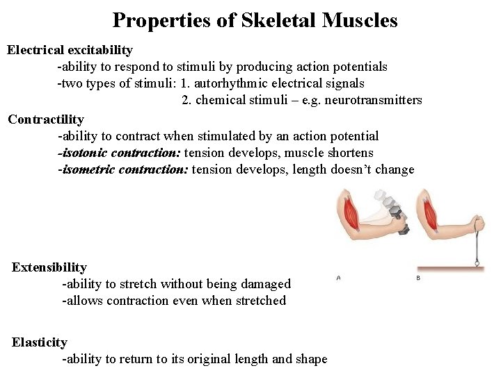 Properties of Skeletal Muscles Electrical excitability -ability to respond to stimuli by producing action