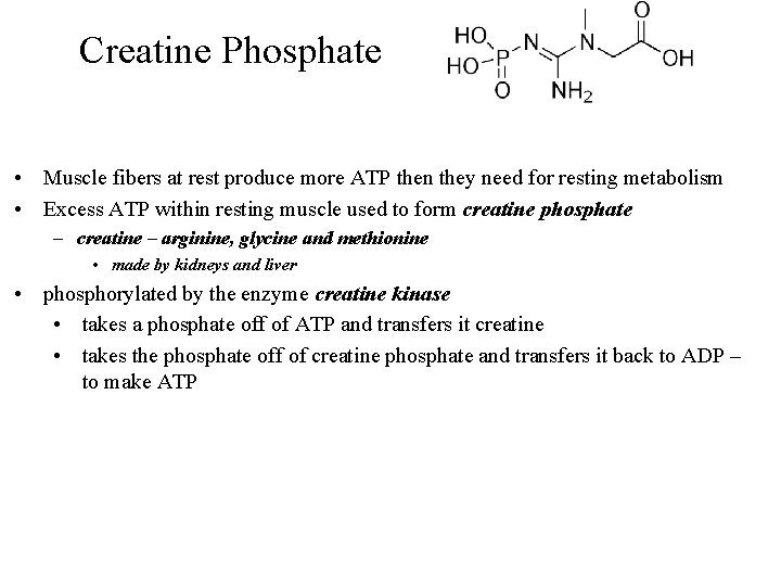 Creatine Phosphate • Muscle fibers at rest produce more ATP then they need for