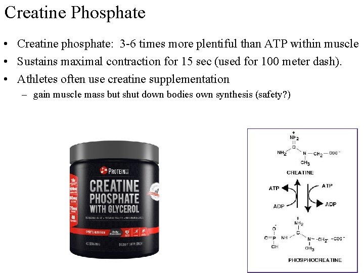 Creatine Phosphate • Creatine phosphate: 3 -6 times more plentiful than ATP within muscle