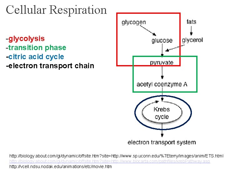 Cellular Respiration -glycolysis -transition phase -citric acid cycle -electron transport chain http: //biology. about.