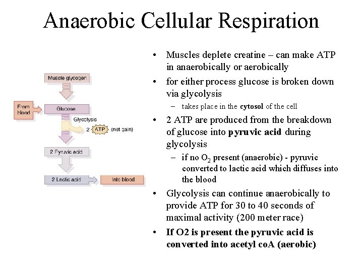 Anaerobic Cellular Respiration • Muscles deplete creatine – can make ATP in anaerobically or