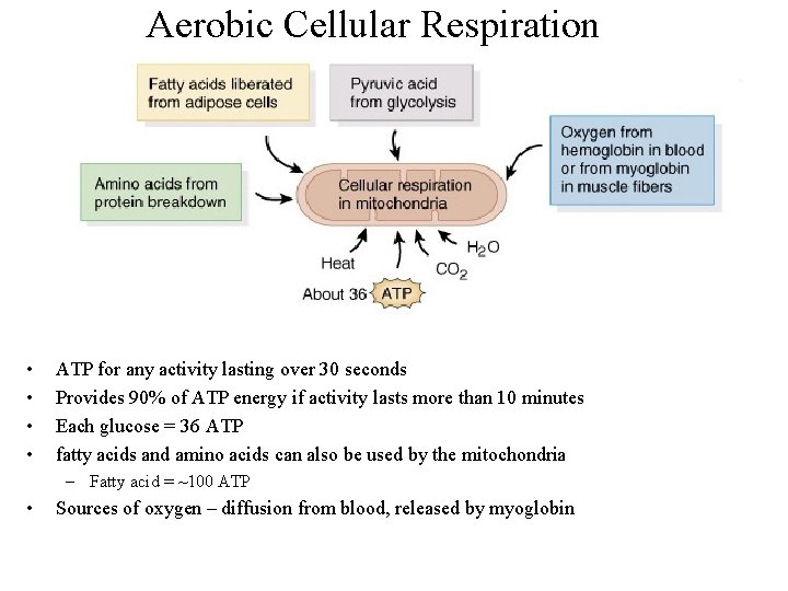 Aerobic Cellular Respiration • • ATP for any activity lasting over 30 seconds Provides