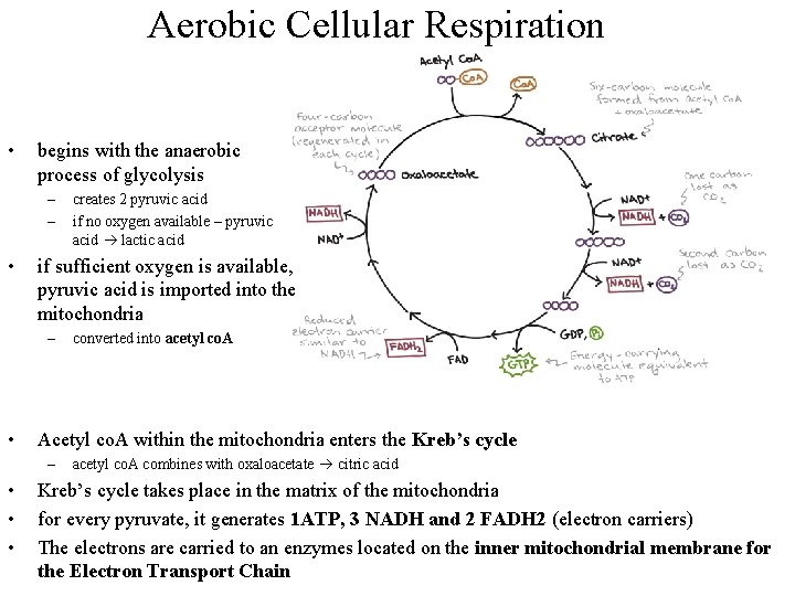 Aerobic Cellular Respiration • begins with the anaerobic process of glycolysis – – •