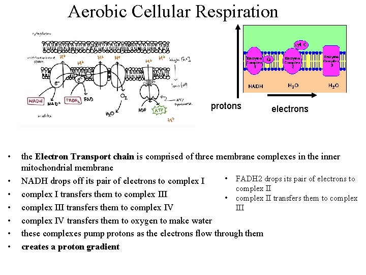 Aerobic Cellular Respiration protons • • electrons the Electron Transport chain is comprised of