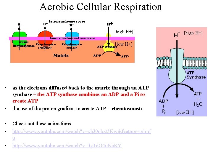 Aerobic Cellular Respiration [high H+] [low H+] • • • as the electrons diffused