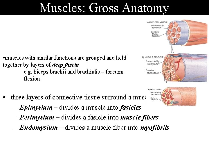 Muscles: Gross Anatomy • muscles with similar functions are grouped and held together by