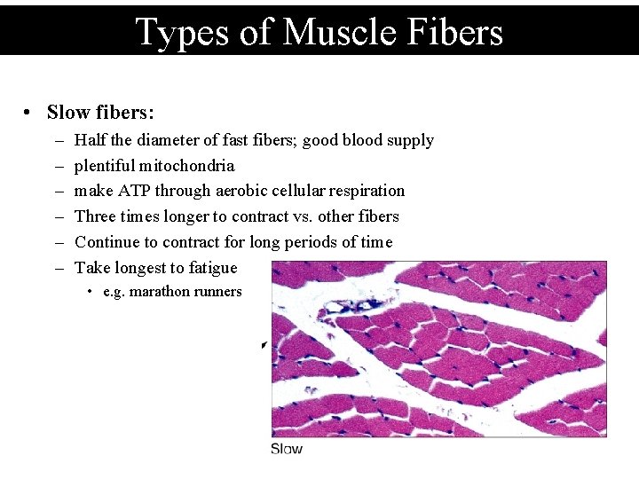 Types of Muscle Fibers • Slow fibers: – – – Half the diameter of