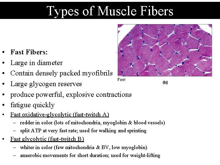 Types of Muscle Fibers • • • Fast Fibers: Large in diameter Contain densely