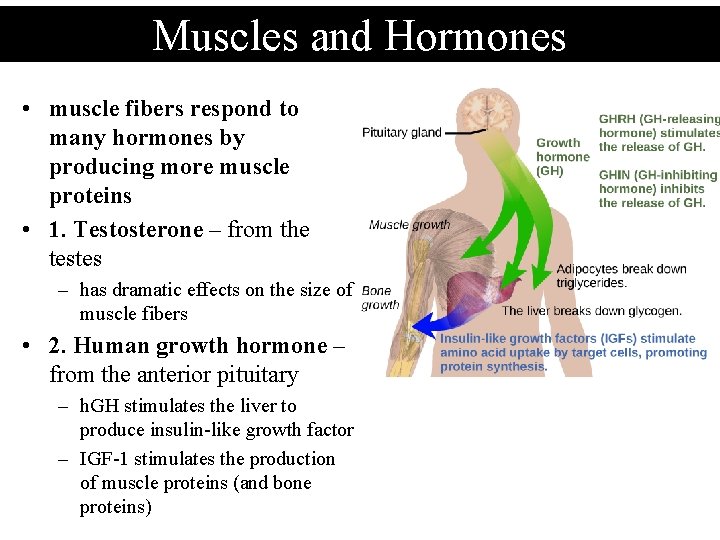Muscles and Hormones • muscle fibers respond to many hormones by producing more muscle