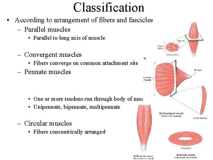 Classification • According to arrangement of fibers and fascicles – Parallel muscles • Parallel