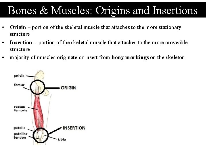 Bones & Muscles: Origins and Insertions • Origin – portion of the skeletal muscle