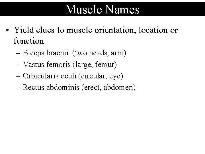 Muscle Names • Yield clues to muscle orientation, location or function – Biceps brachii