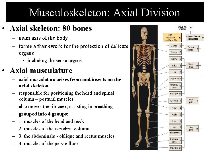 Musculoskeleton: Axial Division • Axial skeleton: 80 bones – main axis of the body