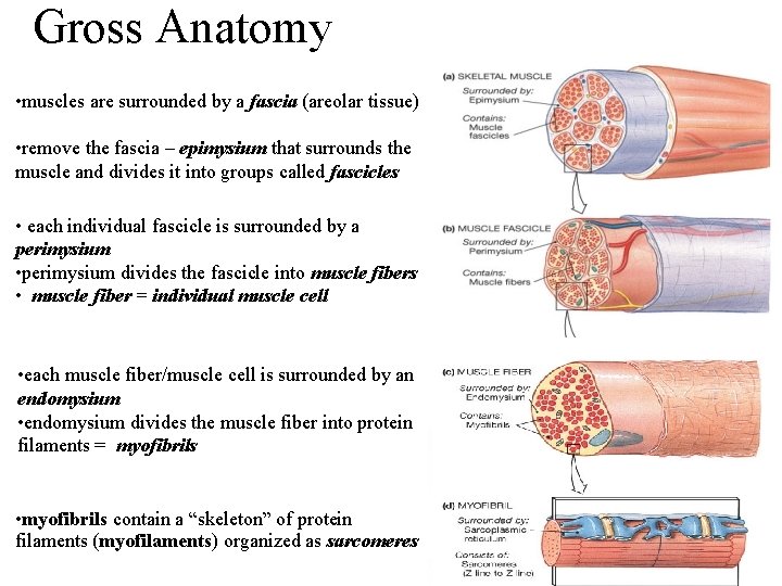 Gross Anatomy • muscles are surrounded by a fascia (areolar tissue) • remove the