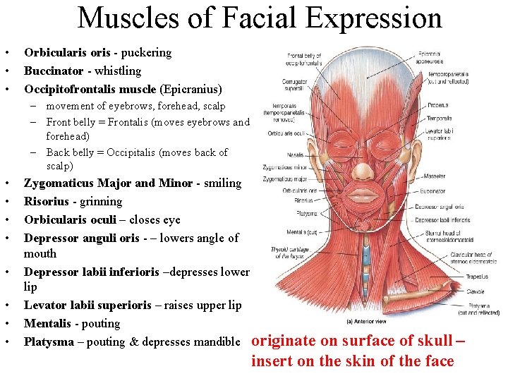 Muscles of Facial Expression • • • Orbicularis oris - puckering Buccinator - whistling