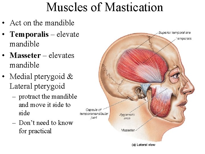 Muscles of Mastication • Act on the mandible • Temporalis – elevates mandible •