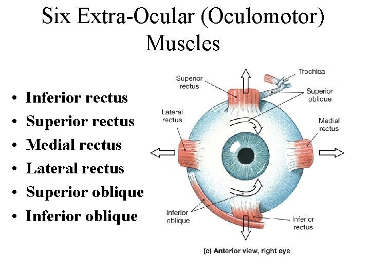 Six Extra-Ocular (Oculomotor) Muscles • • • Inferior rectus Superior rectus Medial rectus Lateral