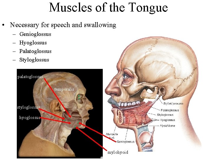Muscles of the Tongue • Necessary for speech and swallowing – – Genioglossus Hyoglossus