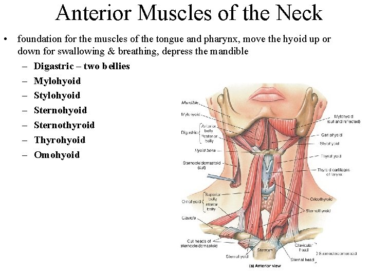 Anterior Muscles of the Neck • foundation for the muscles of the tongue and