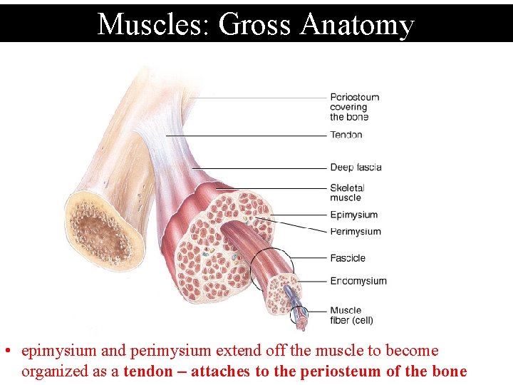 Muscles: Gross Anatomy • epimysium and perimysium extend off the muscle to become organized