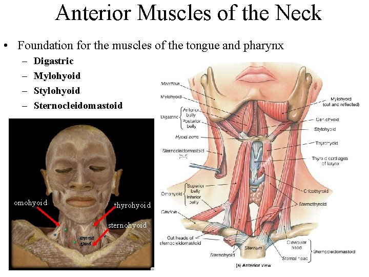 Anterior Muscles of the Neck • Foundation for the muscles of the tongue and