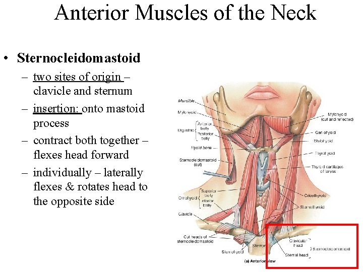 Anterior Muscles of the Neck • Sternocleidomastoid – two sites of origin – clavicle