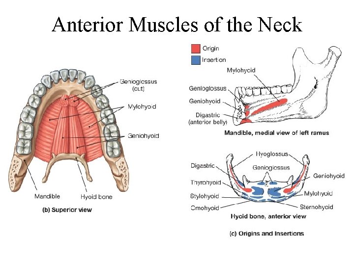 Anterior Muscles of the Neck 