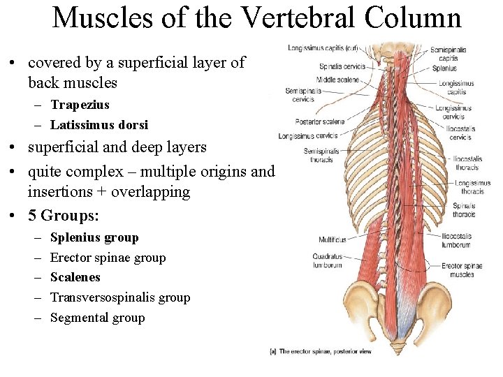 Muscles of the Vertebral Column • covered by a superficial layer of back muscles