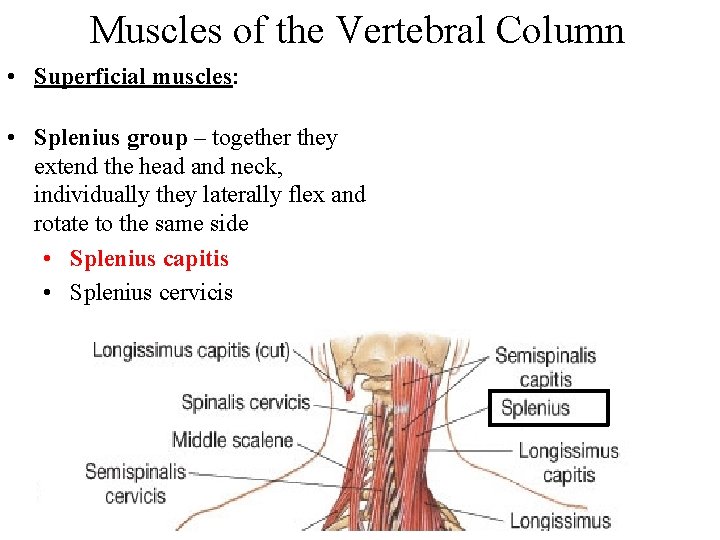 Muscles of the Vertebral Column • Superficial muscles: • Splenius group – together they