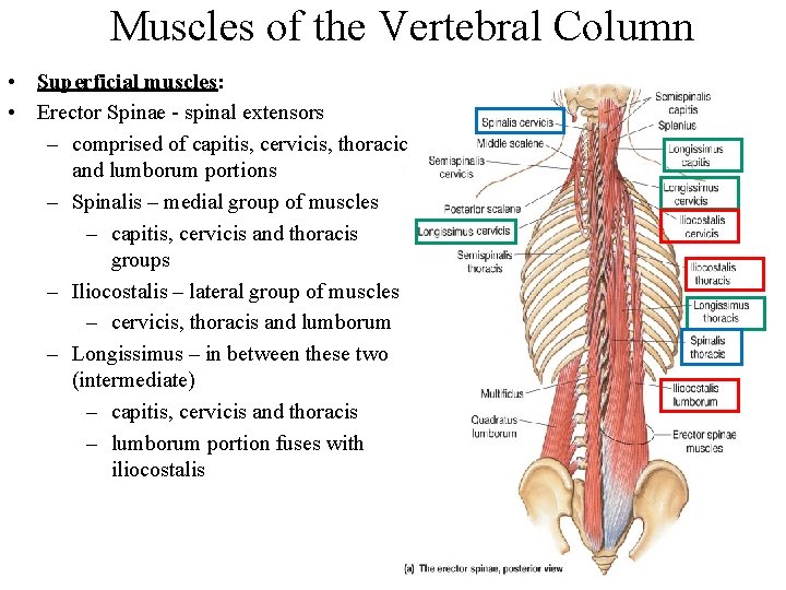 Muscles of the Vertebral Column • Superficial muscles: • Erector Spinae - spinal extensors
