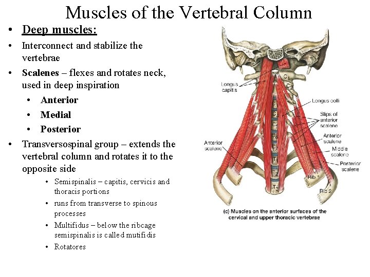 Muscles of the Vertebral Column • Deep muscles: • Interconnect and stabilize the vertebrae