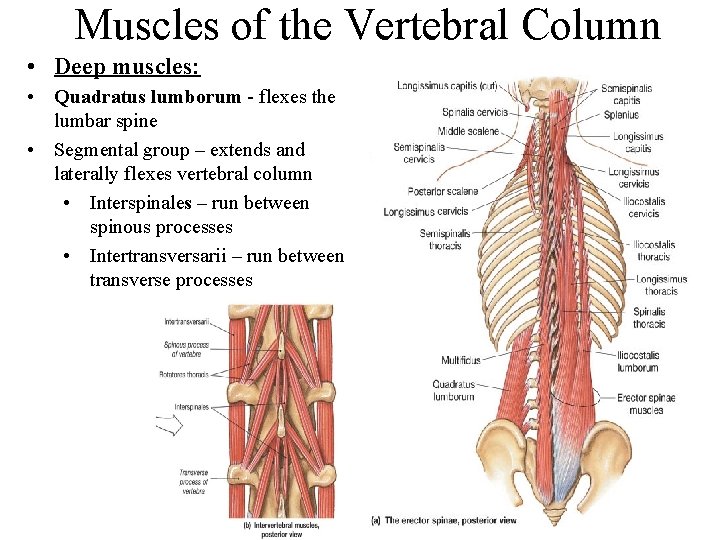 Muscles of the Vertebral Column • Deep muscles: • Quadratus lumborum - flexes the