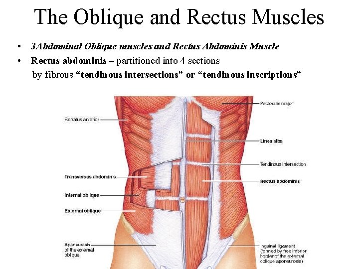 The Oblique and Rectus Muscles • 3 Abdominal Oblique muscles and Rectus Abdominis Muscle