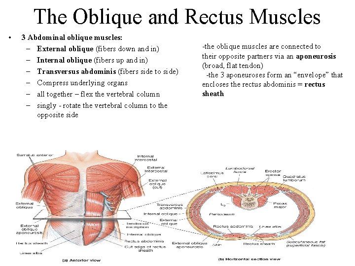 The Oblique and Rectus Muscles • 3 Abdominal oblique muscles: – External oblique (fibers