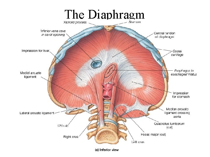 The Diaphragm 