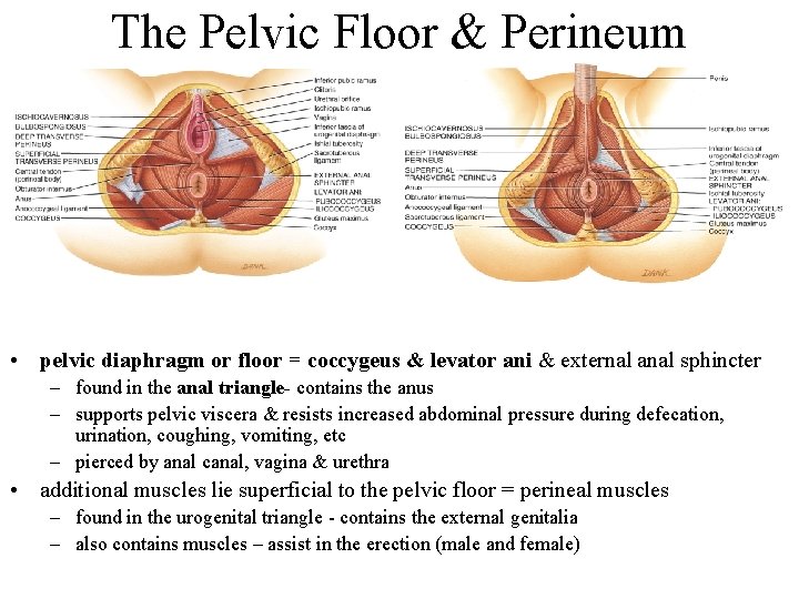 The Pelvic Floor & Perineum • pelvic diaphragm or floor = coccygeus & levator