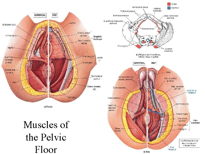Muscles of the Pelvic Floor 