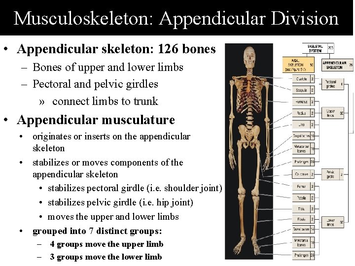 Musculoskeleton: Appendicular Division • Appendicular skeleton: 126 bones – Bones of upper and lower