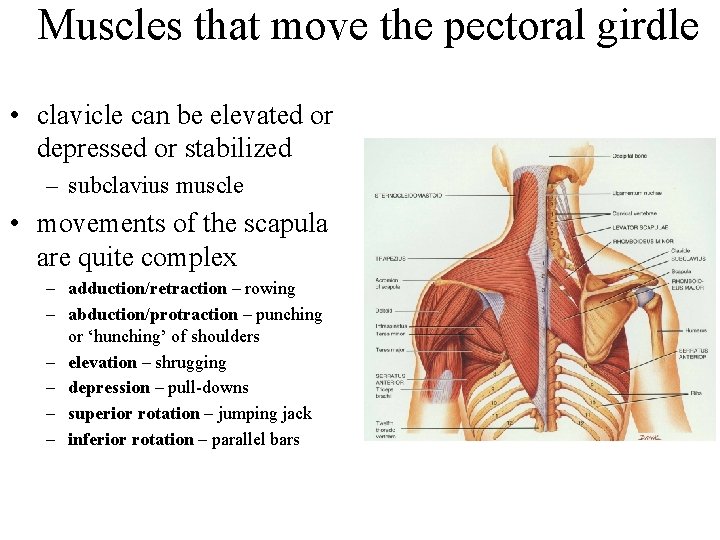 Muscles that move the pectoral girdle • clavicle can be elevated or depressed or