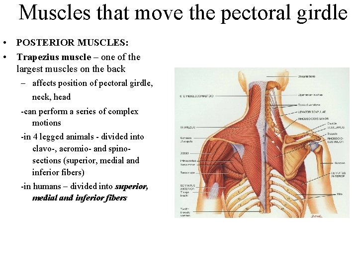 Muscles that move the pectoral girdle • POSTERIOR MUSCLES: • Trapezius muscle – one