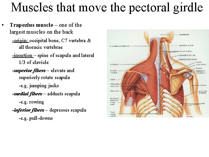 Muscles that move the pectoral girdle • Trapezius muscle – one of the largest