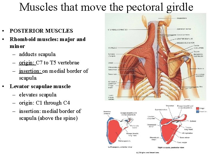Muscles that move the pectoral girdle • POSTERIOR MUSCLES • Rhomboid muscles: major and