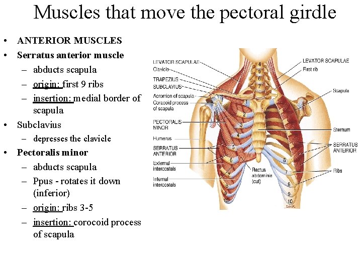 Muscles that move the pectoral girdle • ANTERIOR MUSCLES • Serratus anterior muscle –