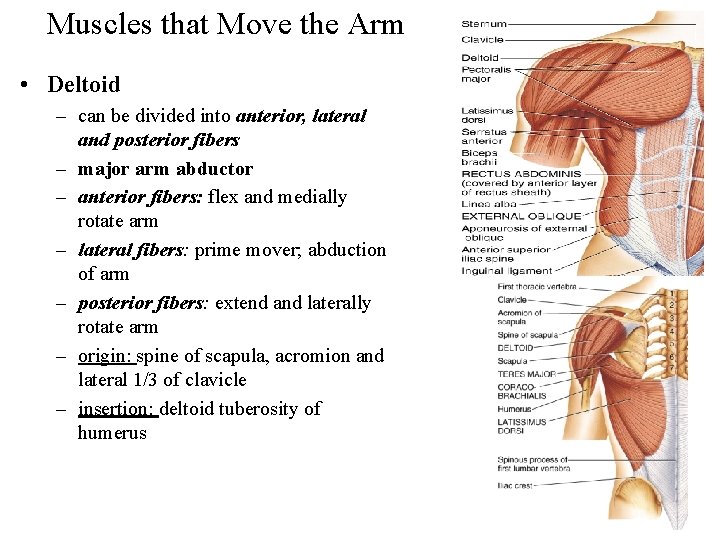 Muscles that Move the Arm • Deltoid – can be divided into anterior, lateral