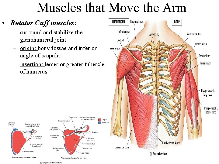 Muscles that Move the Arm • Rotator Cuff muscles: – surround and stabilize the
